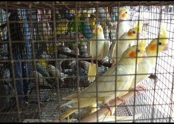 ASANSOL-BIRD-AND-PET-SHOP-Shopping-Pet-stores-Asansol-West-Bengal-1