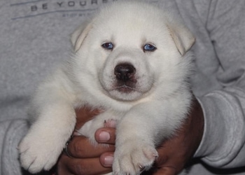 ASANSOL-CITY-PET-SHOP-Shopping-Pet-stores-Asansol-West-Bengal-2