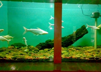 Shark-Fin-Aquarium-Shopping-Pet-stores-Asansol-West-Bengal-1