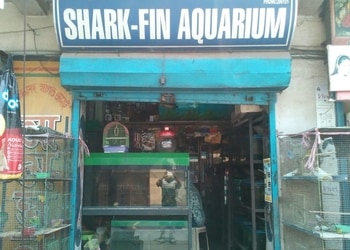 Shark-Fin-Aquarium-Shopping-Pet-stores-Asansol-West-Bengal