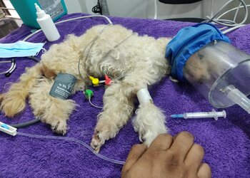 Dr-Rina-Dev-s-Animal-Bird-Clinic-Health-Veterinary-hospitals-Bandra-Mumbai-Maharashtra-2