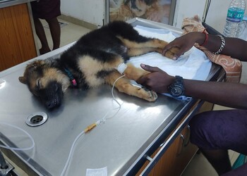 5 Best Veterinary hospitals in Chennai, TN 