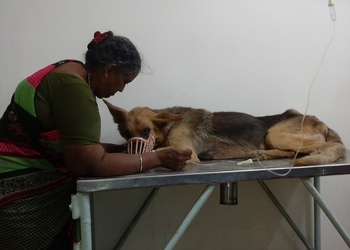 5 Best Veterinary hospitals in Chennai, TN 5 Best Veterinary hospitals in Chennai, TN