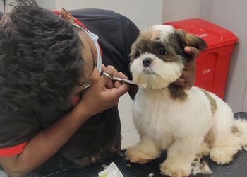 5 Best Veterinary hospitals in Chennai, TN 5 Best Veterinary hospitals in Chennai, TN