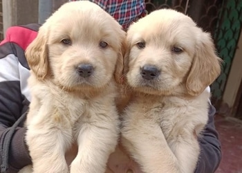 FEATHER-Land-Shopping-Pet-stores-Dibrugarh-Assam-2