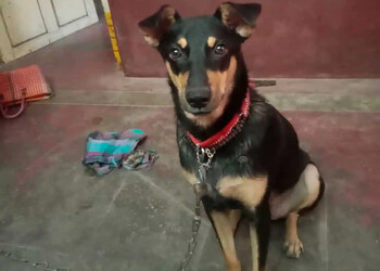 Balu-s-Pet-Shop-Shopping-Pet-stores-Erode-Tamil-Nadu-2