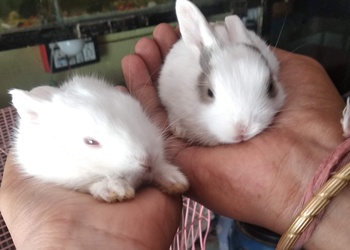 5 Best Pet stores in Gwalior, MP 5 Best Pet stores in Gwalior, MP