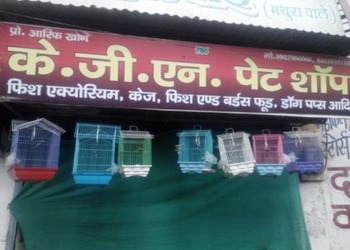 K-G-N-Pet-Shop-Shopping-Pet-stores-Gwalior-Madhya-Pradesh