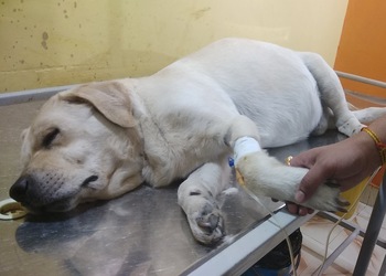 Pets-N-Vets-Health-Veterinary-hospitals-Jabalpur-Madhya-Pradesh-1