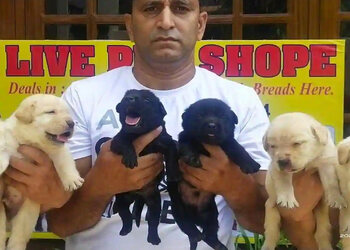 Empire pet world in Gandhinagar Jammu,Jammu - Best Pet Shops in Jammu -  Justdial