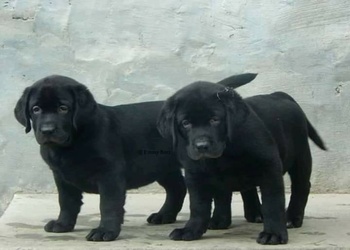 Doggy-Shoggy-Shopping-Pet-stores-Jamshedpur-Jharkhand-2