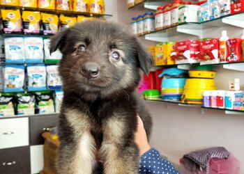 King5-Pets-Shopping-Pet-stores-Kakinada-Andhra-Pradesh-2