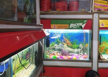Aifa-Pet-Shop-Fish-Aquarium-Shopping-Pet-stores-Kanpur-Uttar-Pradesh-1