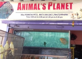 Animal-s-Planet-Shopping-Pet-stores-Korba-Chhattisgarh