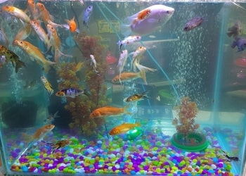 Fish-Mania-Shopping-Pet-stores-Malda-West-Bengal-1