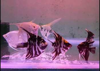 Fish-Mania-Shopping-Pet-stores-Malda-West-Bengal
