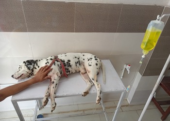 DMD-PET-CLINIC-AND-PET-SHOP-Health-Veterinary-hospitals-Ranchi-Jharkhand-2