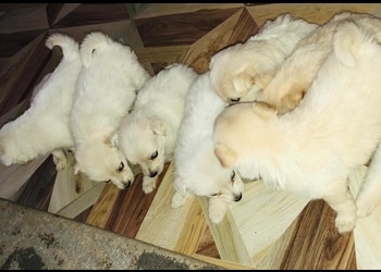 Jhimpi-Pets-Care-Shopping-Pet-stores-Siliguri-West-Bengal
