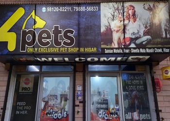 4-pets-Pet-stores-Hisar-Haryana-1