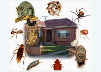 A2z-pest-control-delhi-Pest-control-services-Dwarka-delhi-Delhi-2