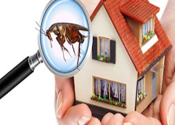 Aavinash-pest-control-Pest-control-services-Guindy-chennai-Tamil-nadu-2