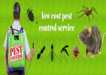 Acme-pest-control-Pest-control-services-Mylapore-chennai-Tamil-nadu-2