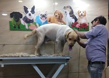 Anils-22-the-pet-shop-Pet-stores-Sector-17-chandigarh-Chandigarh-2