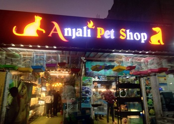 Anjali-pet-shop-Pet-stores-Jodhpur-Rajasthan-1