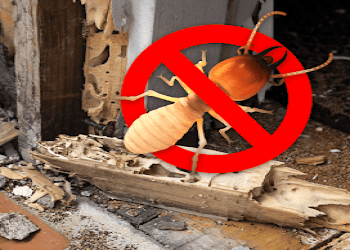 Anti-pest-Pest-control-services-Bhai-randhir-singh-nagar-ludhiana-Punjab-1