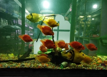 Apna-pet-house-aquarium-shop-Pet-stores-Bilaspur-Chhattisgarh-2