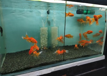 Aquatic-kart-Pet-stores-Rajbagh-srinagar-Jammu-and-kashmir-3