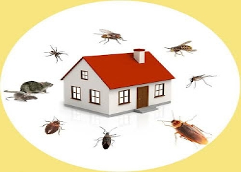 Arise-pest-control-services-Pest-control-services-Kothapet-hyderabad-Telangana-2