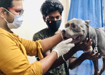 B2vet-pet-clinic-Veterinary-hospitals-Gajuwaka-vizag-Andhra-pradesh-2