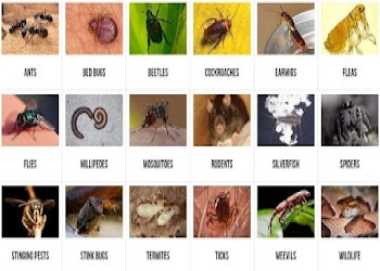 Biochem-pest-control-service-trichy-Pest-control-services-Srirangam-tiruchirappalli-Tamil-nadu-2