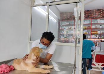 Blue-pulse-pet-clinic-Veterinary-hospitals-Balewadi-pune-Maharashtra-1