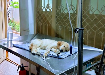 Bluewings-petclinic-Veterinary-hospitals-Vijayawada-Andhra-pradesh-2