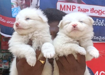 Chinni-pet-store-Pet-stores-Sullurpeta-nellore-Andhra-pradesh-3