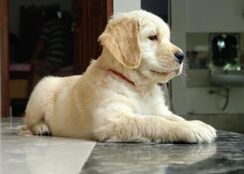 Crazy-pups-the-pet-store-Pet-stores-Bareilly-Uttar-pradesh-3