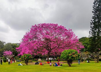 Cubbon-park-Public-parks-Bangalore-Karnataka-3