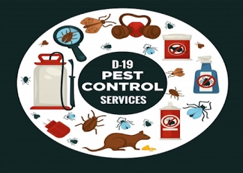 D-19-pest-control-services-Pest-control-services-Dhanori-pune-Maharashtra-1