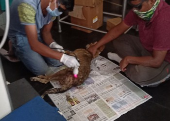 Dog-clinic-Veterinary-hospitals-Kolhapur-Maharashtra-3