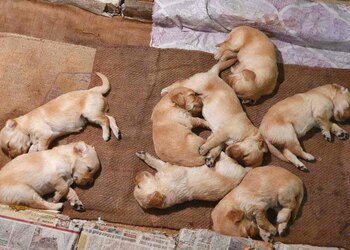 Dog-house-Pet-stores-Bhagalpur-Bihar-2