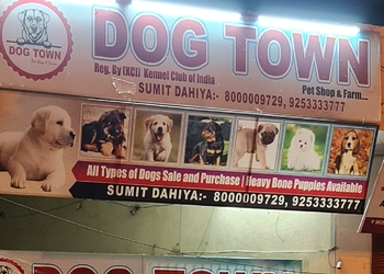 Dog-town-pet-care-Veterinary-hospitals-Rohtak-Haryana-1