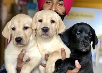 Dog-world-Pet-stores-Bistupur-jamshedpur-Jharkhand-3