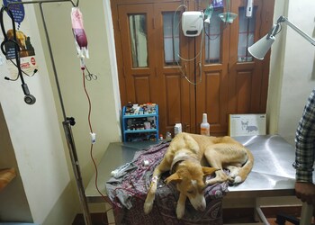 Doggy-oye-pets-clinic-Veterinary-hospitals-Jabalpur-Madhya-pradesh-2