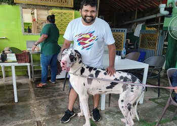 Dogs-world-india-Pet-stores-Manpada-kalyan-dombivali-Maharashtra-3