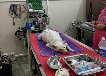 Dr-bhupender-pet-laser-clinic-Veterinary-hospitals-Faridabad-Haryana-2