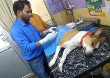 Dr-chaturvedis-dog-cat-polyclinic-Veterinary-hospitals-Agra-Uttar-pradesh-2