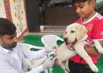 Dr-sharma-pet-clinic-Veterinary-hospitals-Udaipur-Rajasthan-2