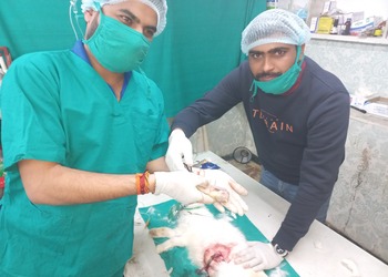 Dr-sharma-pet-clinic-Veterinary-hospitals-Udaipur-Rajasthan-3
